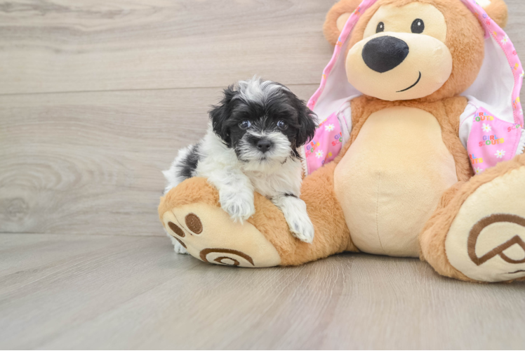 Maltipoo Puppy for Adoption
