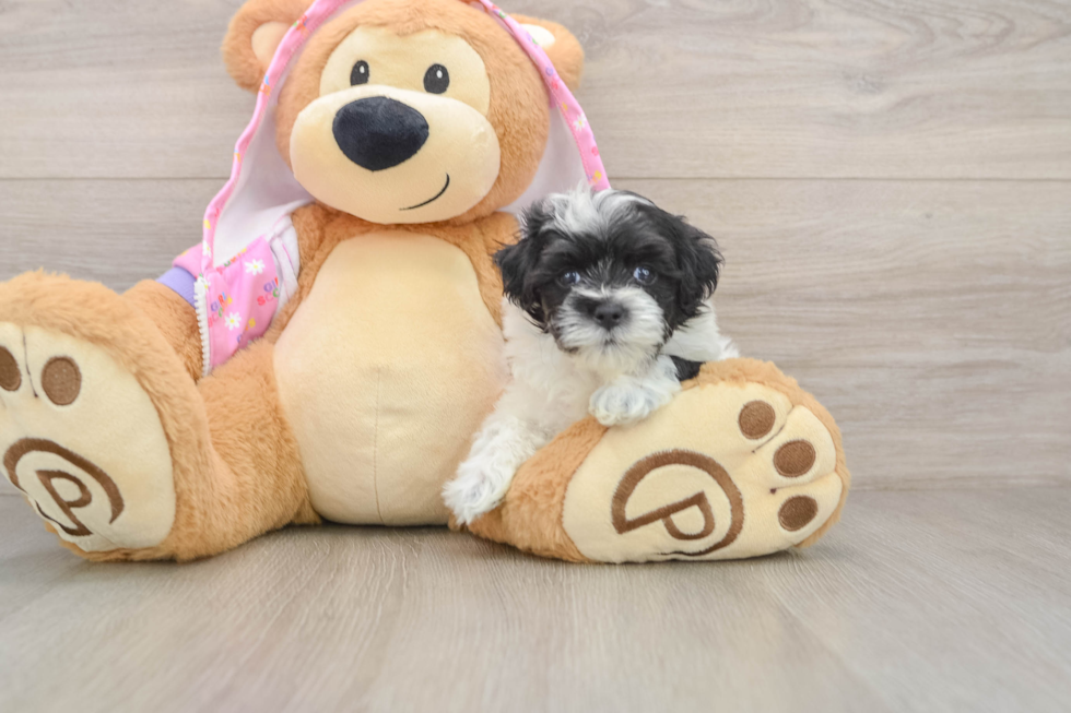 Maltipoo Pup Being Cute