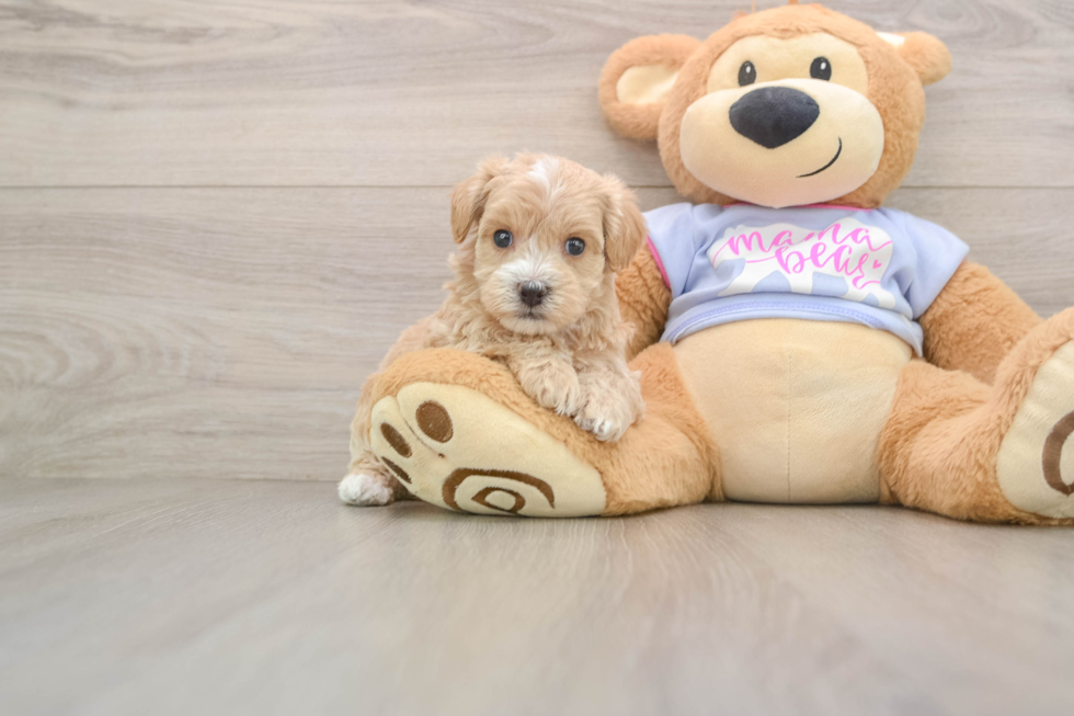 Best Maltipoo Baby