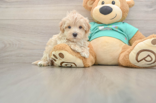 Maltipoo Pup Being Cute
