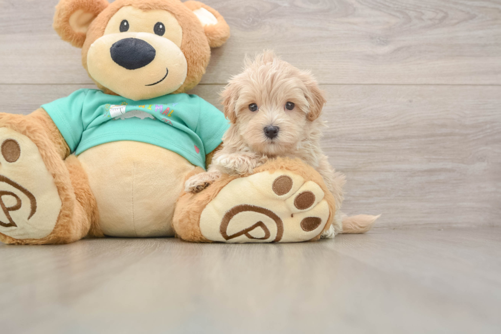 Cute Maltipoo Baby