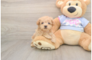 Energetic Multipoo Poodle Mix Puppy