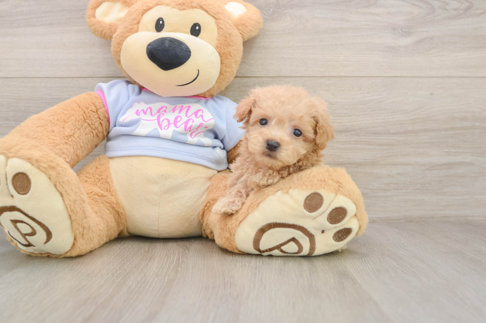 Best Maltipoo Baby