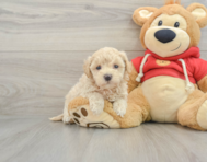 8 week old Maltipoo Puppy For Sale - Florida Fur Babies