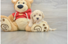 Maltipoo Pup Being Cute