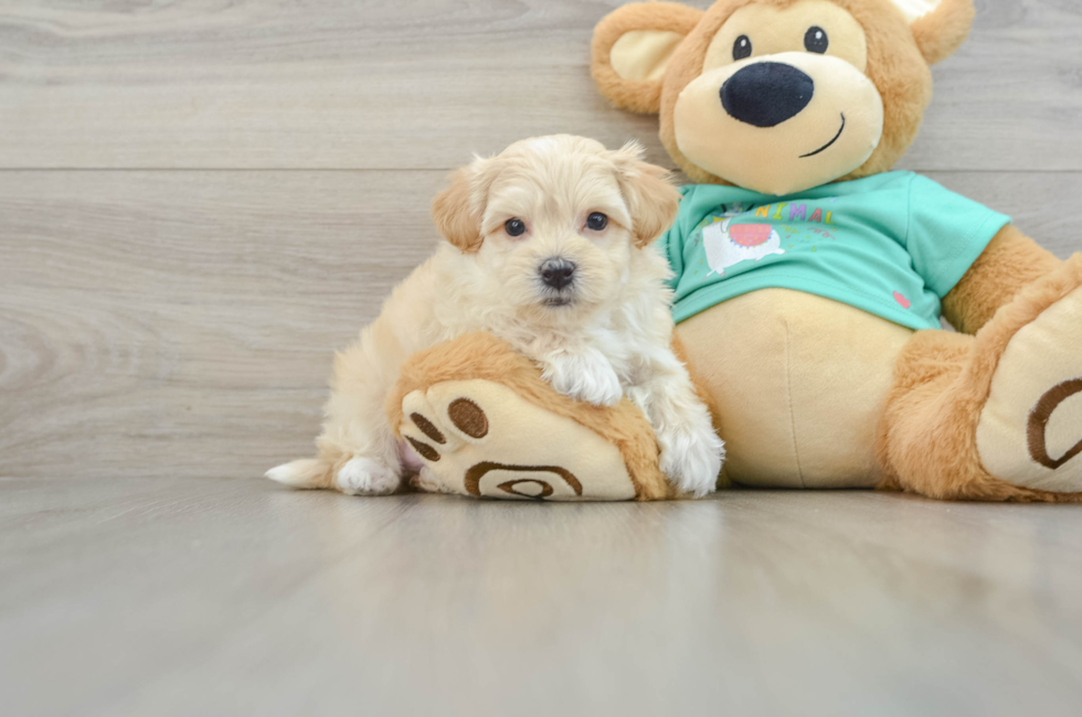 7 week old Maltipoo Puppy For Sale - Florida Fur Babies