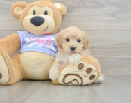 8 week old Maltipoo Puppy For Sale - Florida Fur Babies