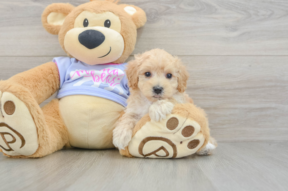 6 week old Maltipoo Puppy For Sale - Florida Fur Babies