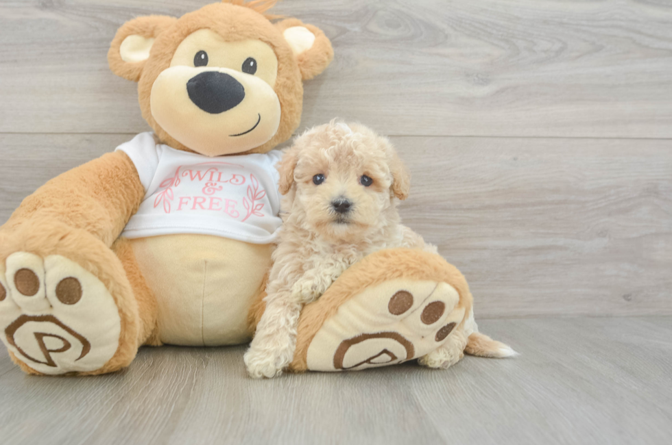 6 week old Maltipoo Puppy For Sale - Florida Fur Babies