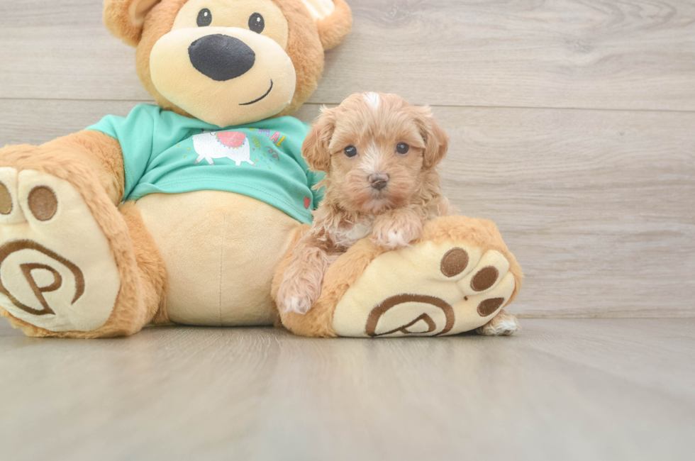 6 week old Maltipoo Puppy For Sale - Florida Fur Babies