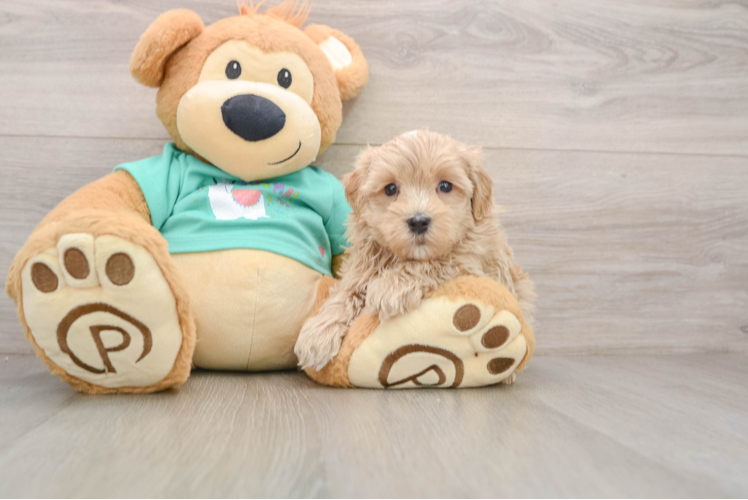 Maltipoo Pup Being Cute