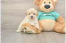 Adorable Moodle Poodle Mix Puppy