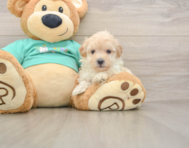 9 week old Maltipoo Puppy For Sale - Florida Fur Babies