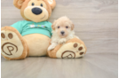 Maltipoo Pup Being Cute