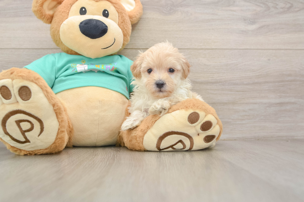 Maltipoo Pup Being Cute