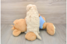 Playful Malt Oodle Poodle Mix Puppy