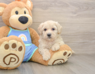 7 week old Maltipoo Puppy For Sale - Florida Fur Babies