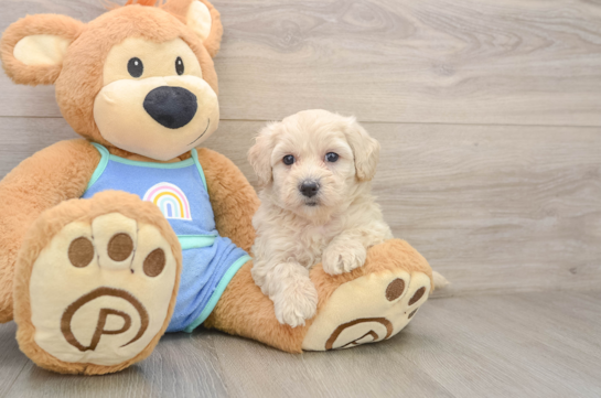 Little Maltese Poodle Poodle Mix Puppy