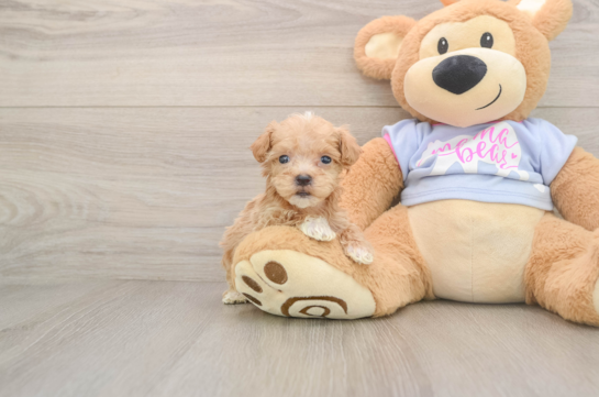 Happy Maltipoo Baby