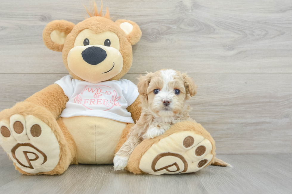 6 week old Maltipoo Puppy For Sale - Florida Fur Babies