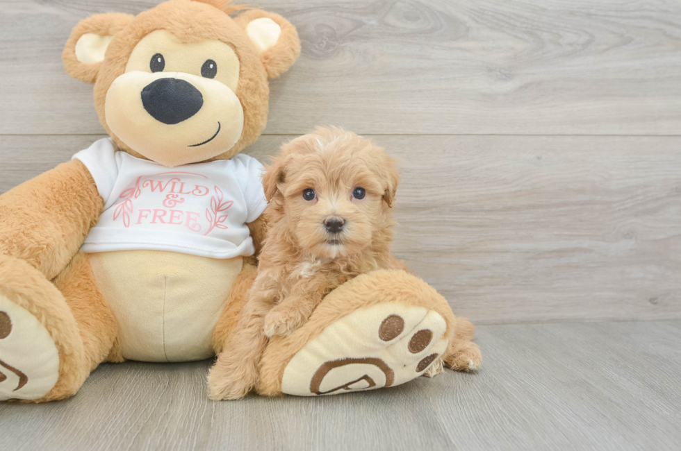 6 week old Maltipoo Puppy For Sale - Florida Fur Babies