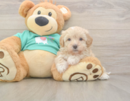 7 week old Maltipoo Puppy For Sale - Florida Fur Babies