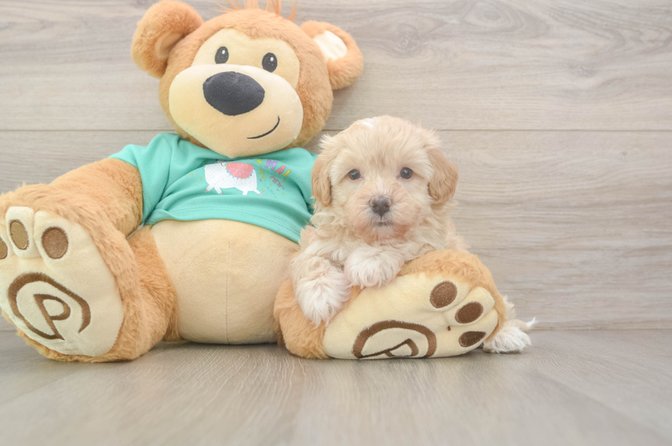 6 week old Maltipoo Puppy For Sale - Florida Fur Babies