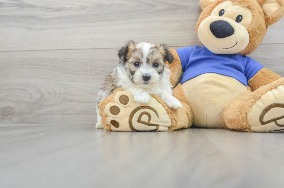 6 week old Maltipoo Puppy For Sale - Florida Fur Babies