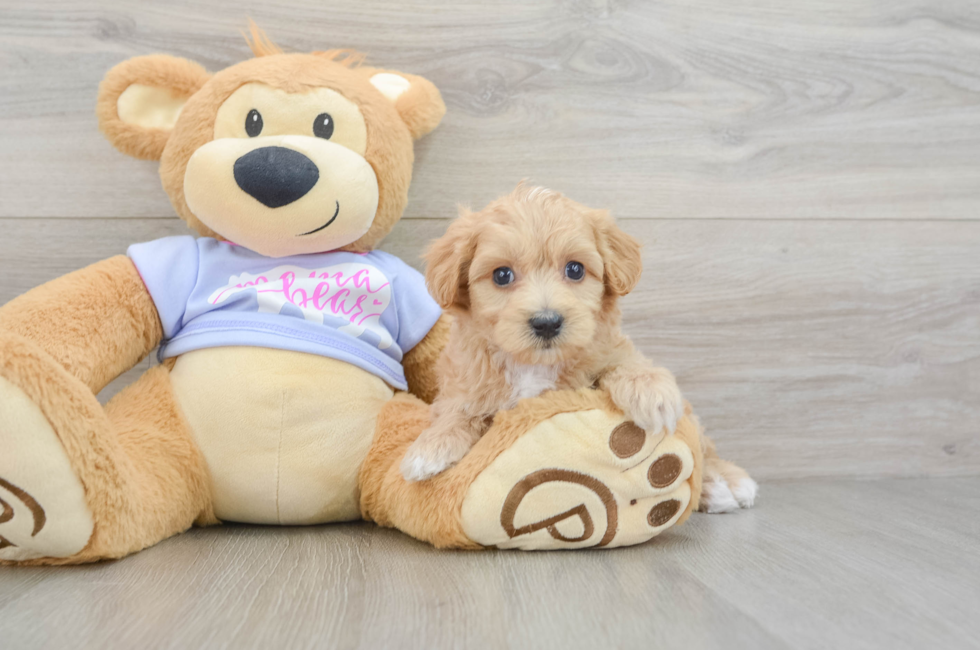 6 week old Maltipoo Puppy For Sale - Florida Fur Babies