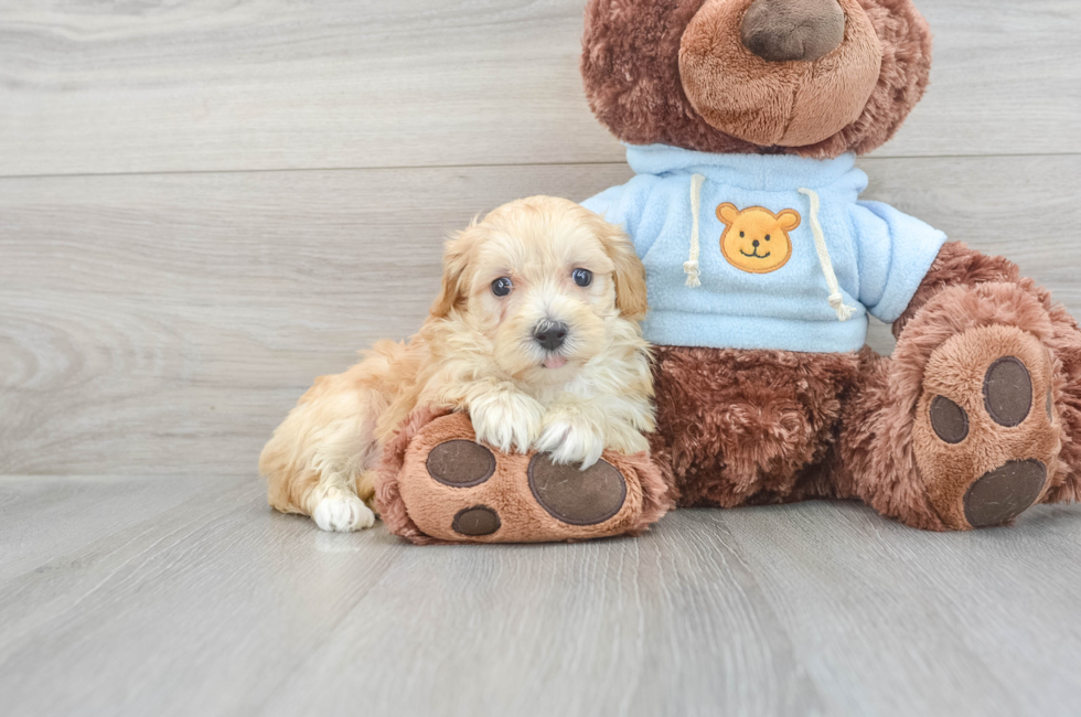 8 week old Maltipoo Puppy For Sale - Florida Fur Babies