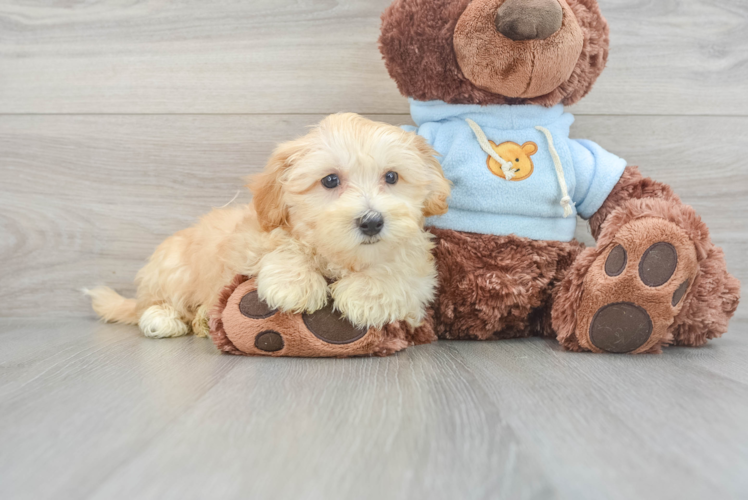 Popular Maltipoo Poodle Mix Pup