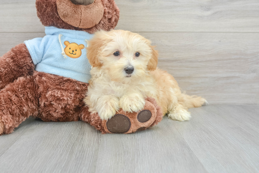 Friendly Maltipoo Baby