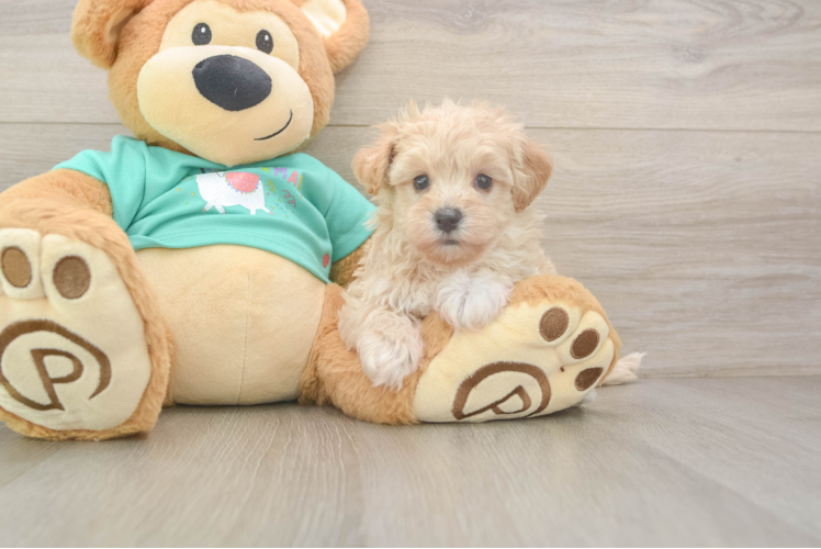 Playful Malt a Poo Poodle Mix Puppy