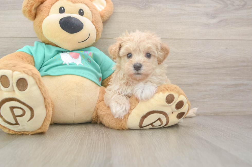 6 week old Maltipoo Puppy For Sale - Florida Fur Babies