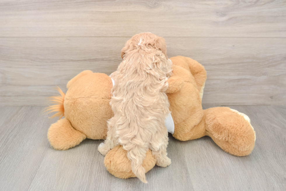 Sweet Maltipoo Baby