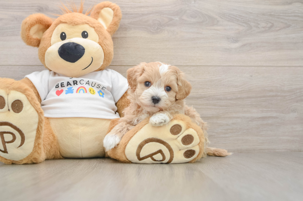 Best Maltipoo Baby