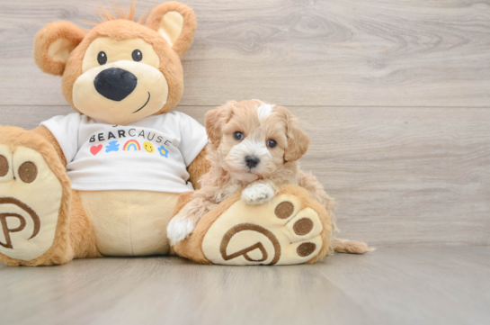 Best Maltipoo Baby