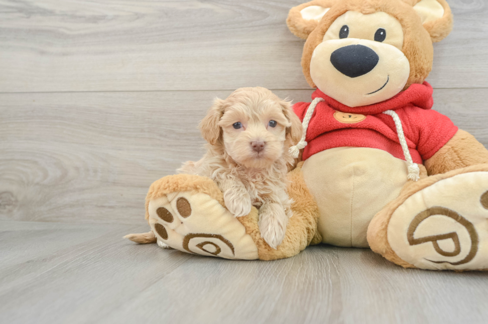 6 week old Maltipoo Puppy For Sale - Florida Fur Babies