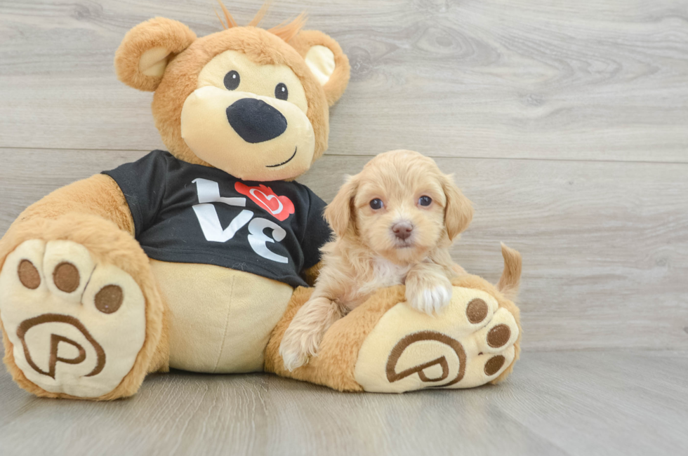 7 week old Maltipoo Puppy For Sale - Florida Fur Babies