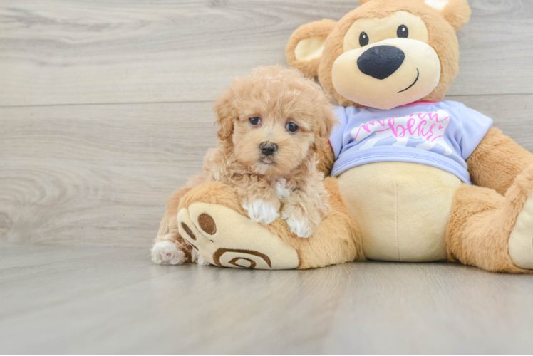 Popular Maltipoo Poodle Mix Pup