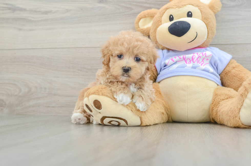 6 week old Maltipoo Puppy For Sale - Florida Fur Babies
