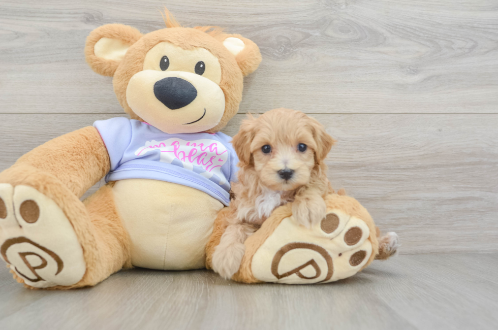 6 week old Maltipoo Puppy For Sale - Florida Fur Babies