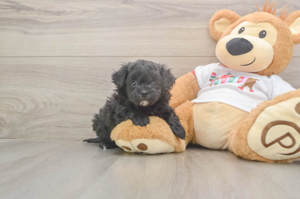 5 week old Maltipoo Puppy For Sale - Florida Fur Babies