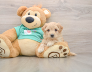 8 week old Maltipoo Puppy For Sale - Florida Fur Babies