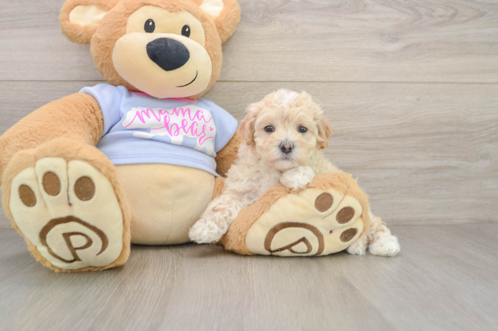 Best Maltipoo Baby