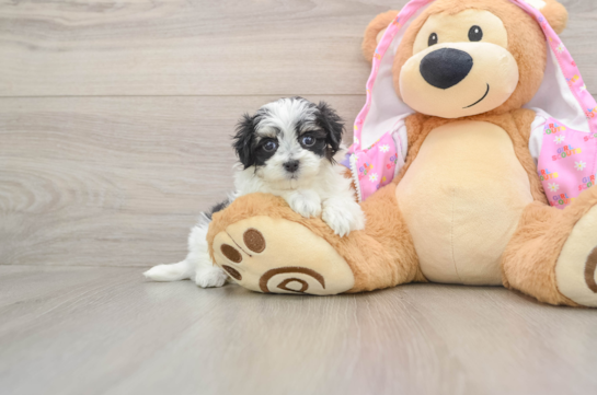 Adorable Maltepoo Poodle Mix Puppy