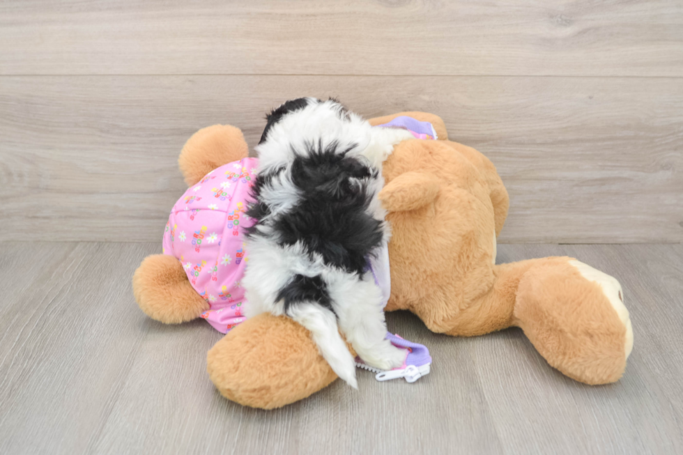 Petite Maltipoo Poodle Mix Pup