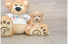 Best Maltipoo Baby