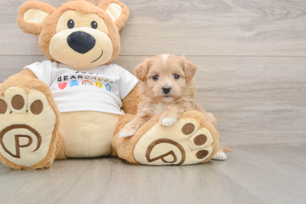 Best Maltipoo Baby