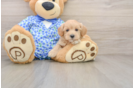Popular Maltipoo Poodle Mix Pup